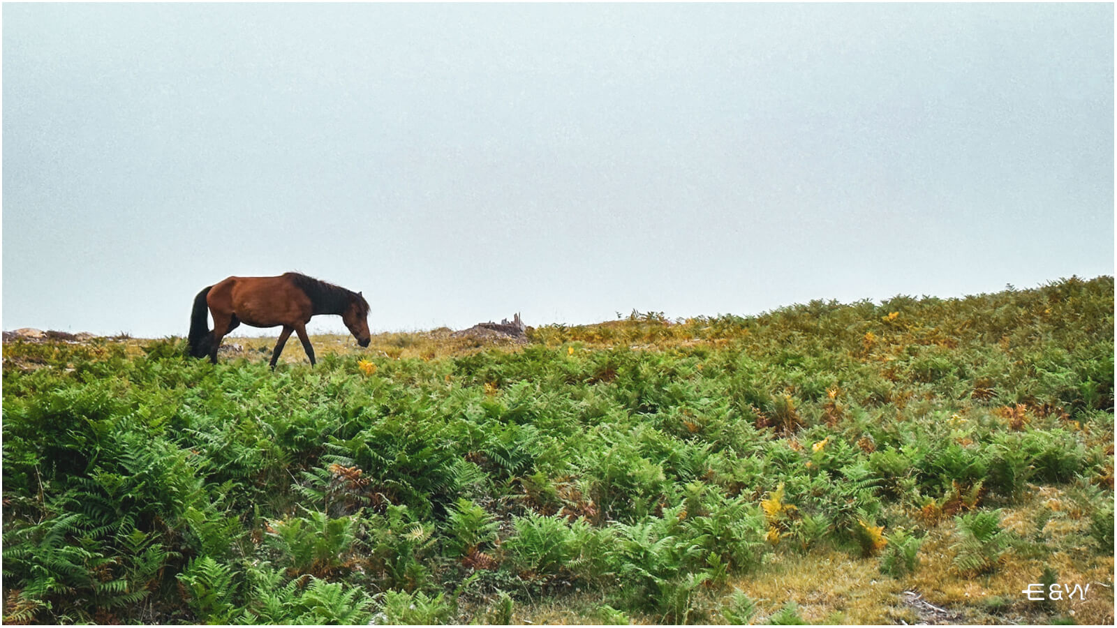 10 Mejores cosas que hacer en Baiona, Galicia, España - 1. Wild Horses Safari on Monte A Groba