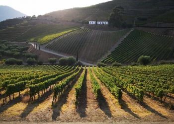 Valle del Duero: Degustacion de Vinos Oporto en Quintas Seleccionadas