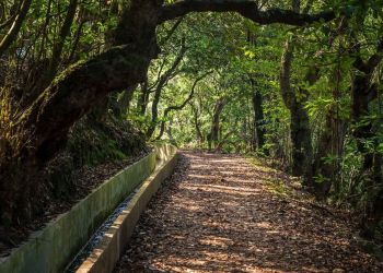 Levada Walk & Authentic Flavours of Madeira