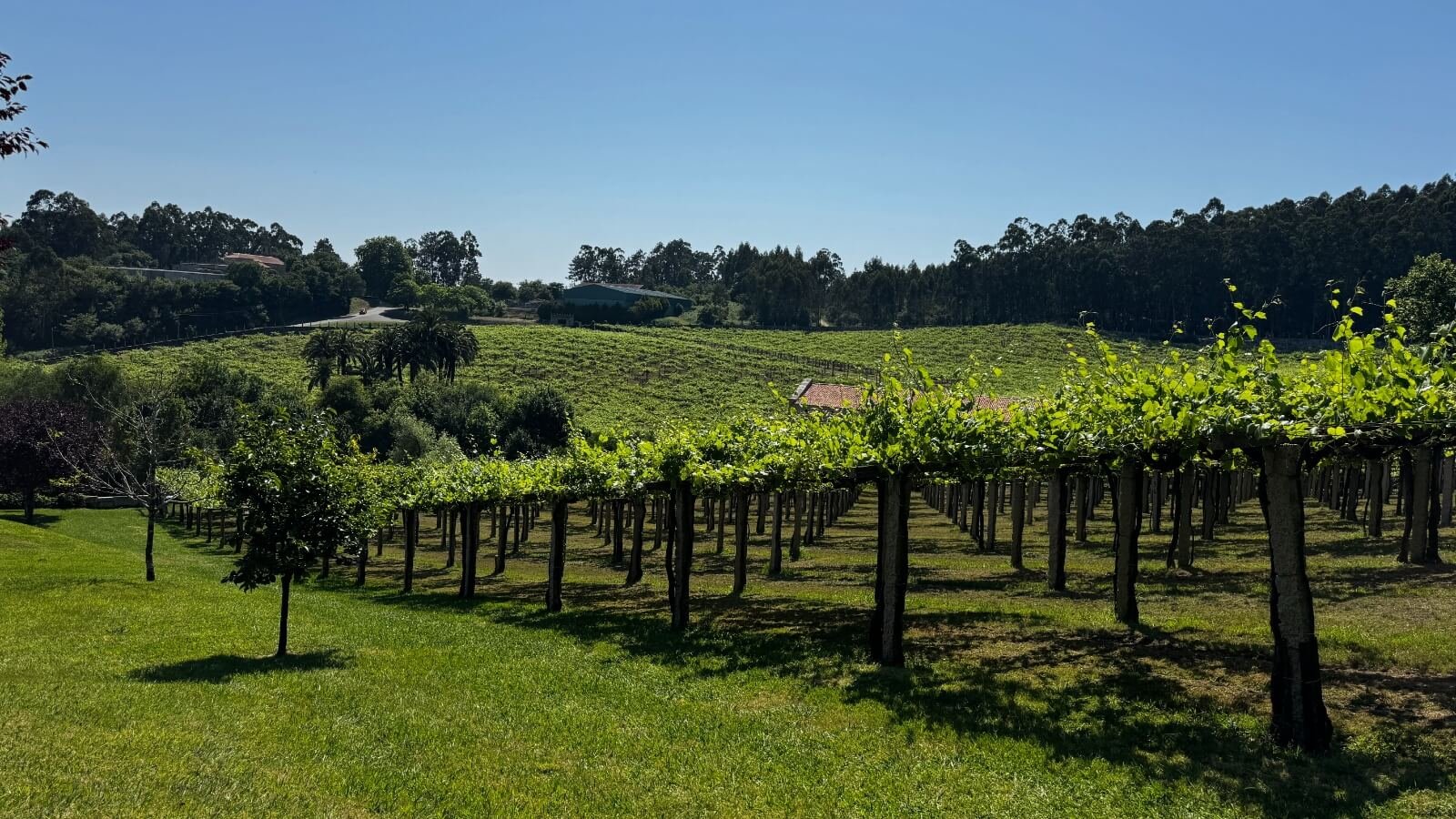 Cycling Coastal Albariño Wine Country: Portugal to Santiago de Compostela - Albarino vineyards Rias Baixas wine region Galicia