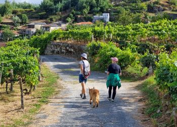 The Ribeiro Wine Tour & Nature Trail Walk in Galicia's oldest wine region