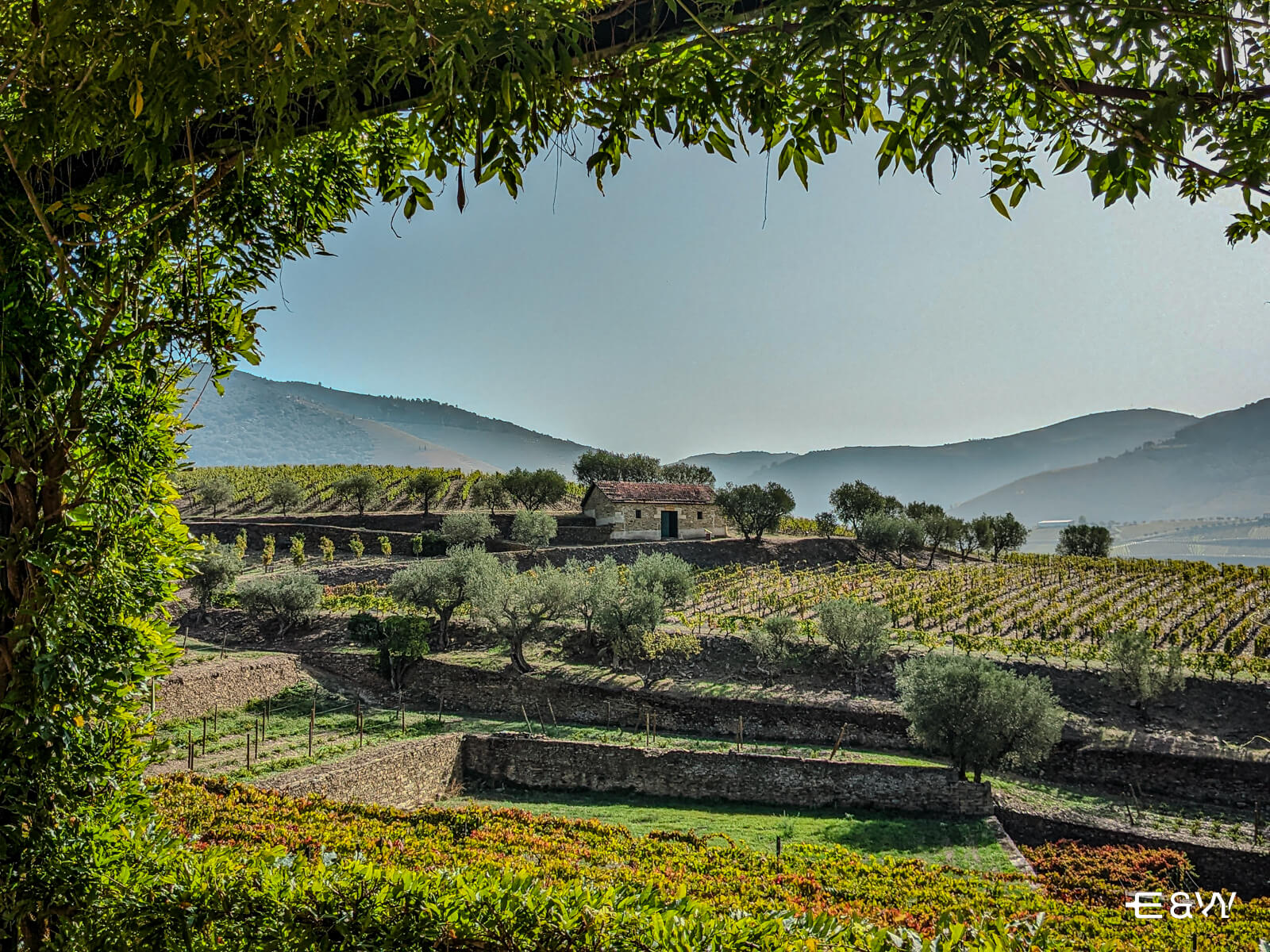 6 cosas que ver en el Norte de Portugal - 4. Un viaje sensorial por la tradición vinícola en el Valle del Duero
