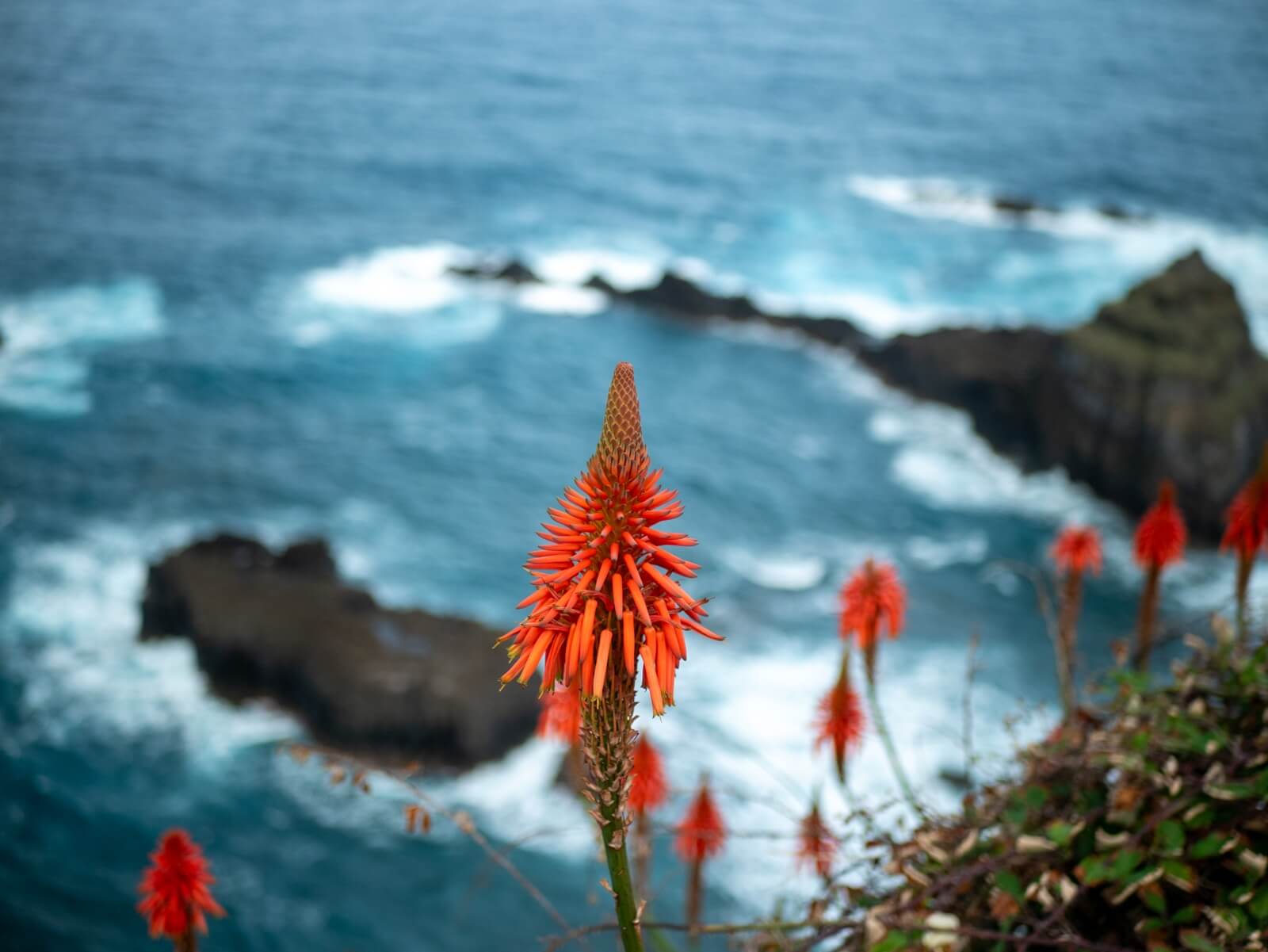 Los Verdaderos Sabores y Belleza Natural de las Islas de Madeira - Flores silvestres en Madeira