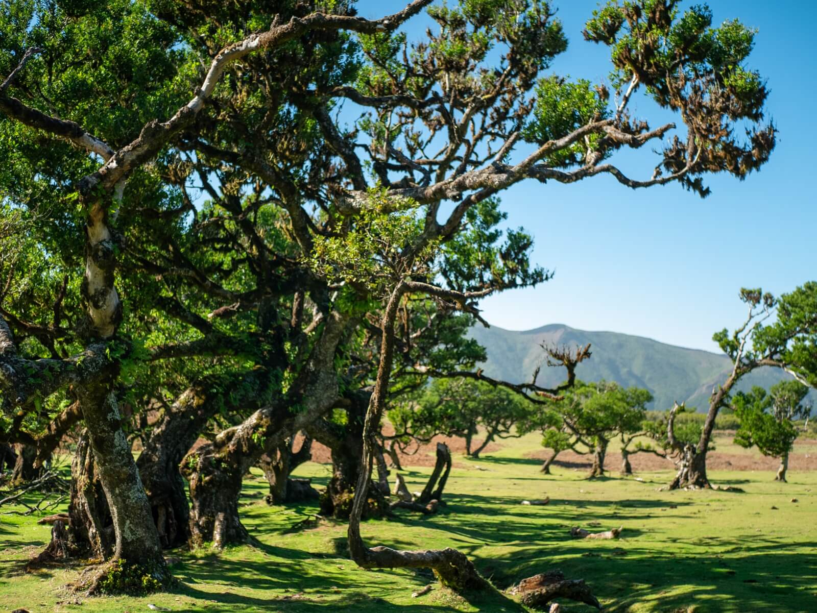 Los Verdaderos Sabores y Belleza Natural de las Islas de Madeira - Árboles milenarios de Fanal