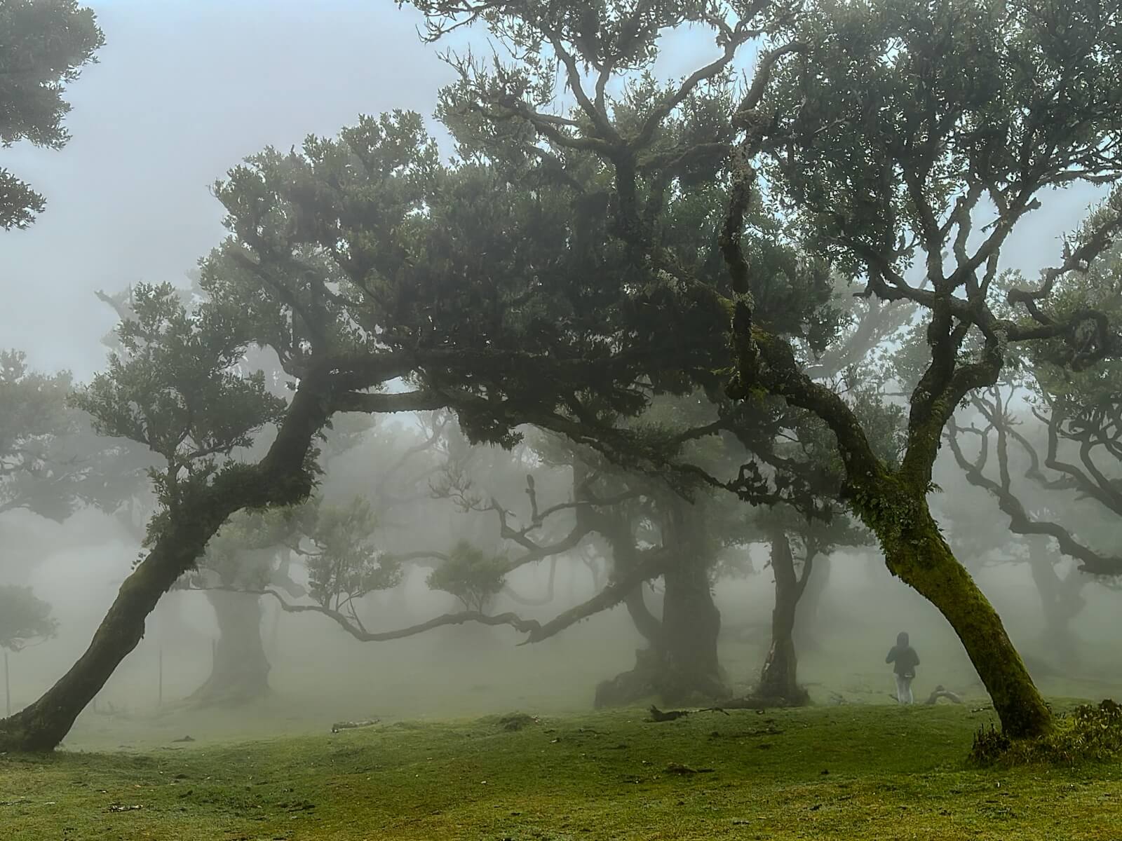 Los Verdaderos Sabores y Belleza Natural de las Islas de Madeira - Bosque Fanal en Madeira