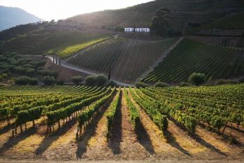 Douro Valley: Tasting Port Wines at selected Quinta Wine Farms 