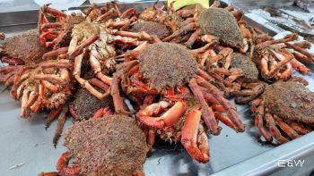 Live Galician Seafood Auction: Centollo (Spider Crab) for Christmas Holidays