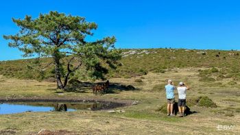 Safari 4x4 on Serra da Groba where the Galician Wild Horses Roam