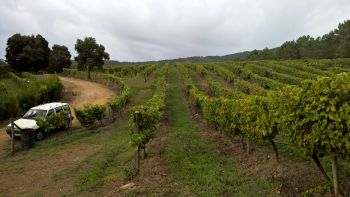 Albarino Wine Region and Baiona Coastal Village Tour from Vigo or Baiona