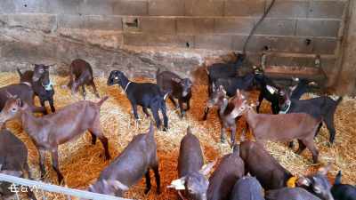 A Fraga Nature Trail & Prize-winning Goat Cheese Farm with Tasting