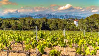 Culinary Short Break to Barcelona: Cooking Class and Wine Tour