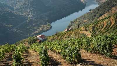 Douro Valley: Tasting Port Wines at selected Quinta Wine Farms 