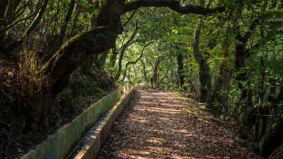 Levada Walk & Authentic Flavours of Madeira