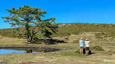 Safari 4x4 on Serra da Groba where the Galician Wild Horses Roam