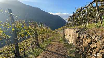 Wine Tour of Lush Vineyards of Madeira Islands Wine Country